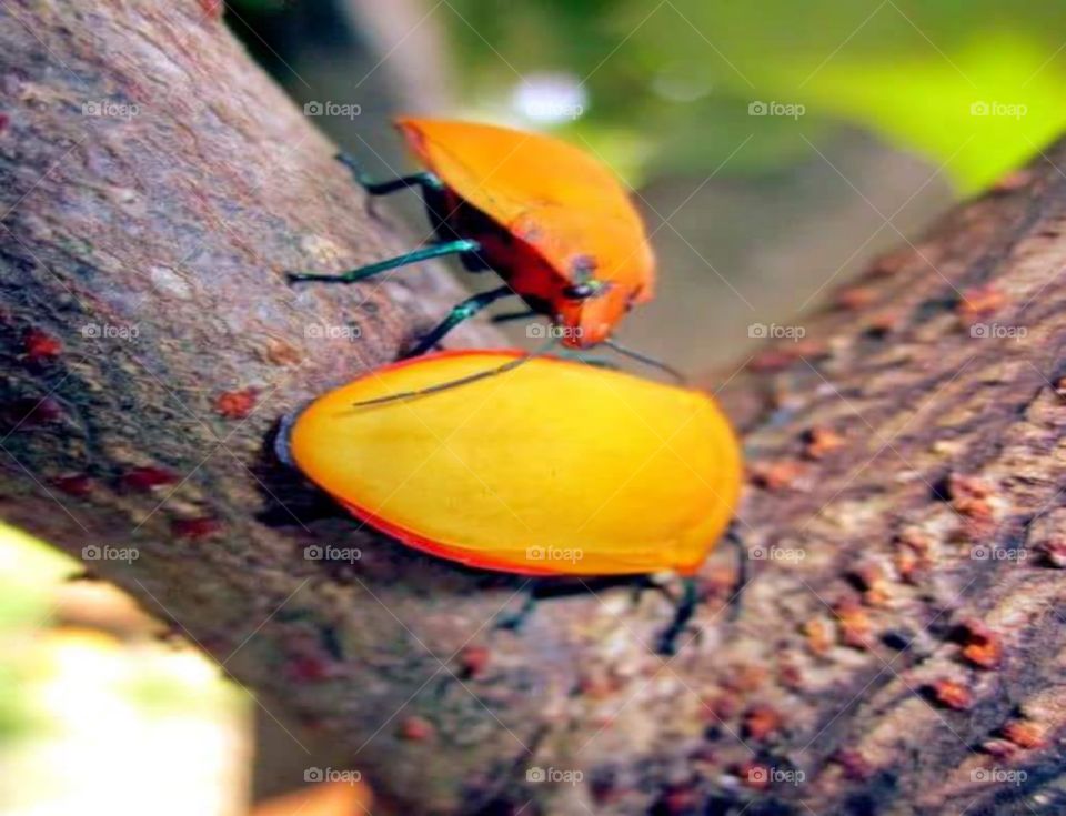 Beetle making love