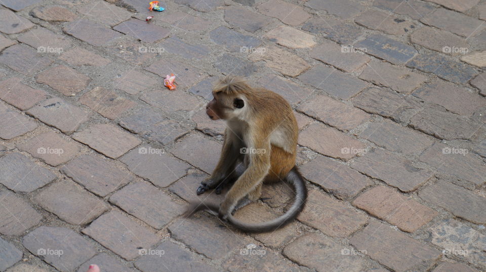 Sri Lankan Monkey asking for Sweets...