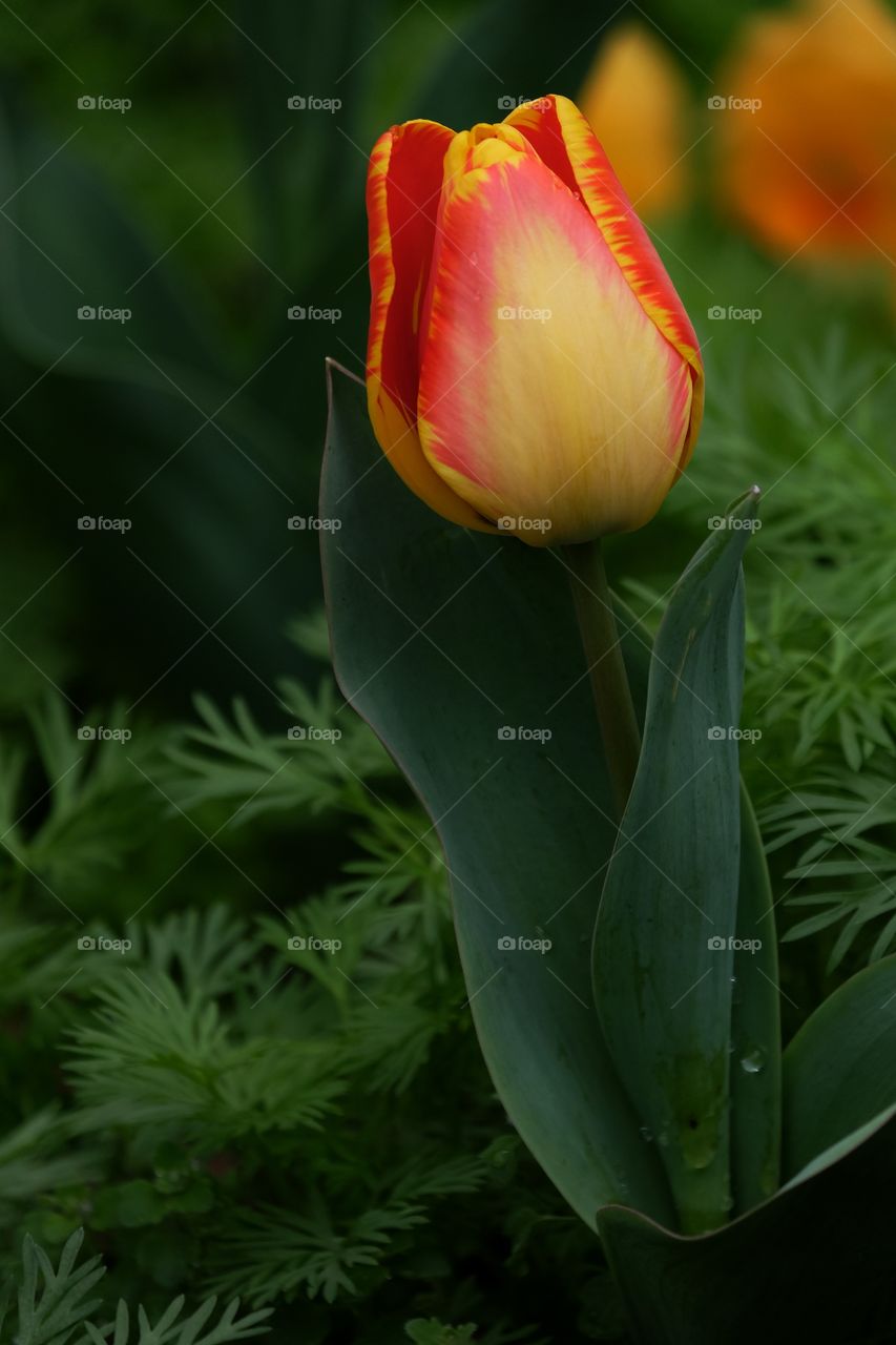 Tulip