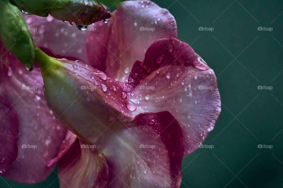 Floral photography  - allamanda  - rain drop