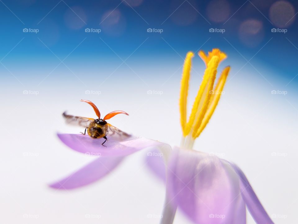 Ladybug on the purple flower starts flight