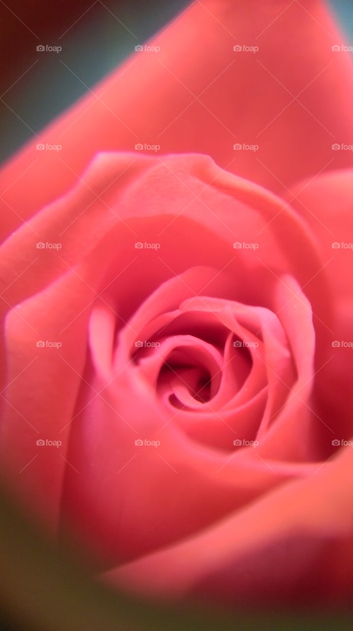 rose petal. close up of the rose petal