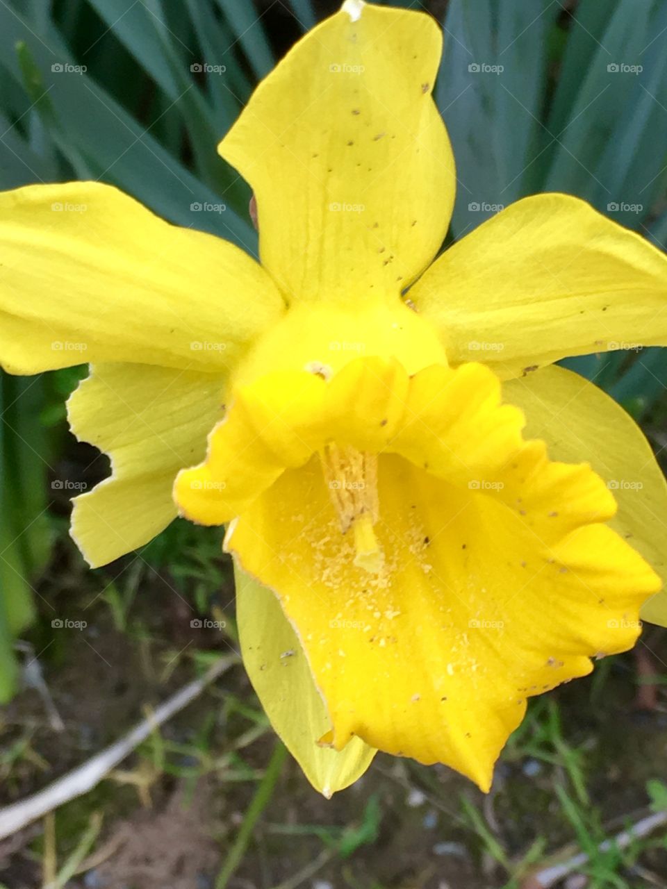 Yellow daffodil 