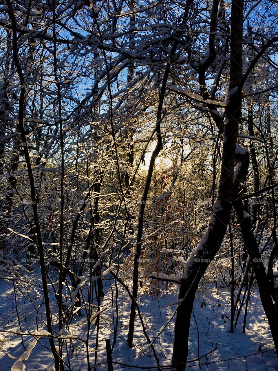 Early morning sunshine making its way through the snow covered branches 