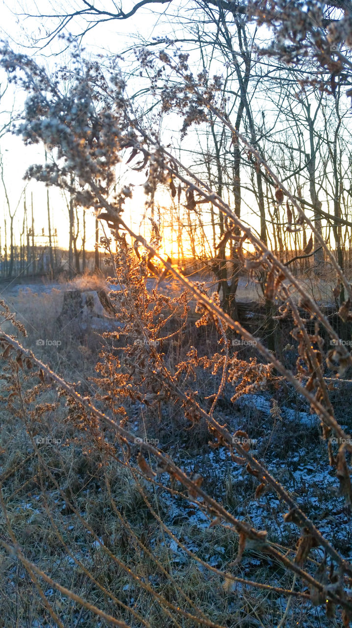 Frost in the sun rise