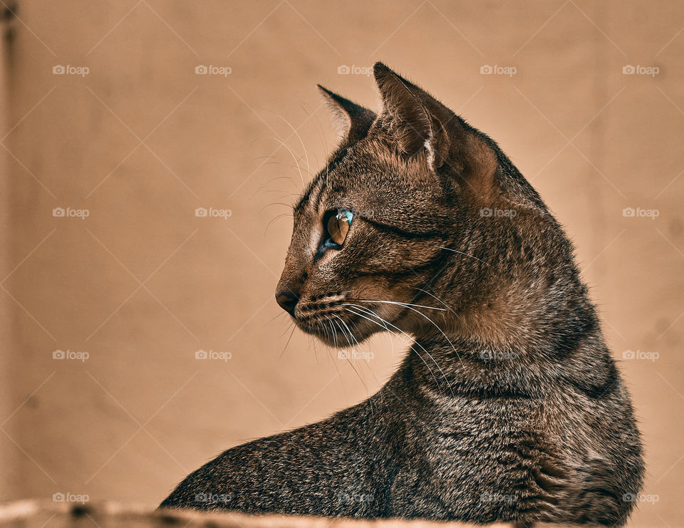 Domestic cat  - Egyptian mau cat