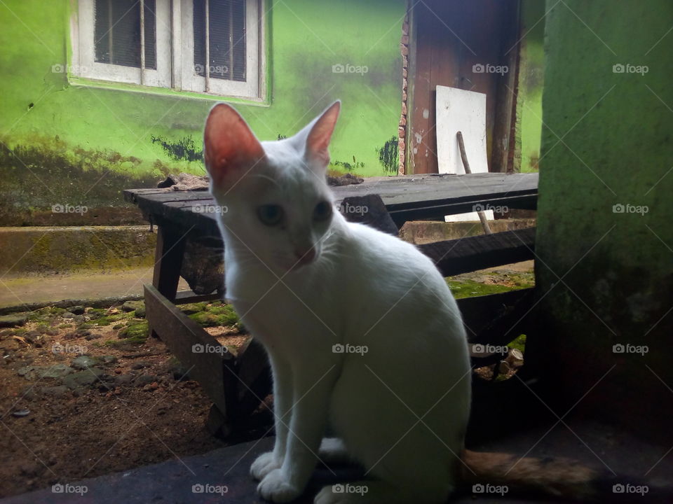 This is one of my pet cat. Her name is suddi..