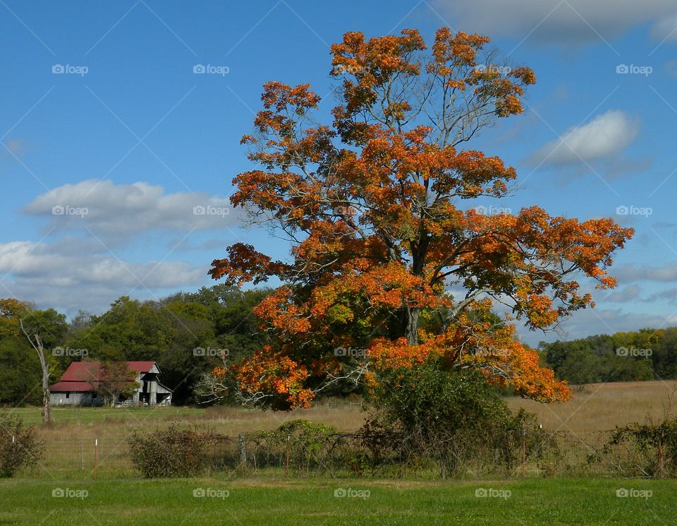 country scape