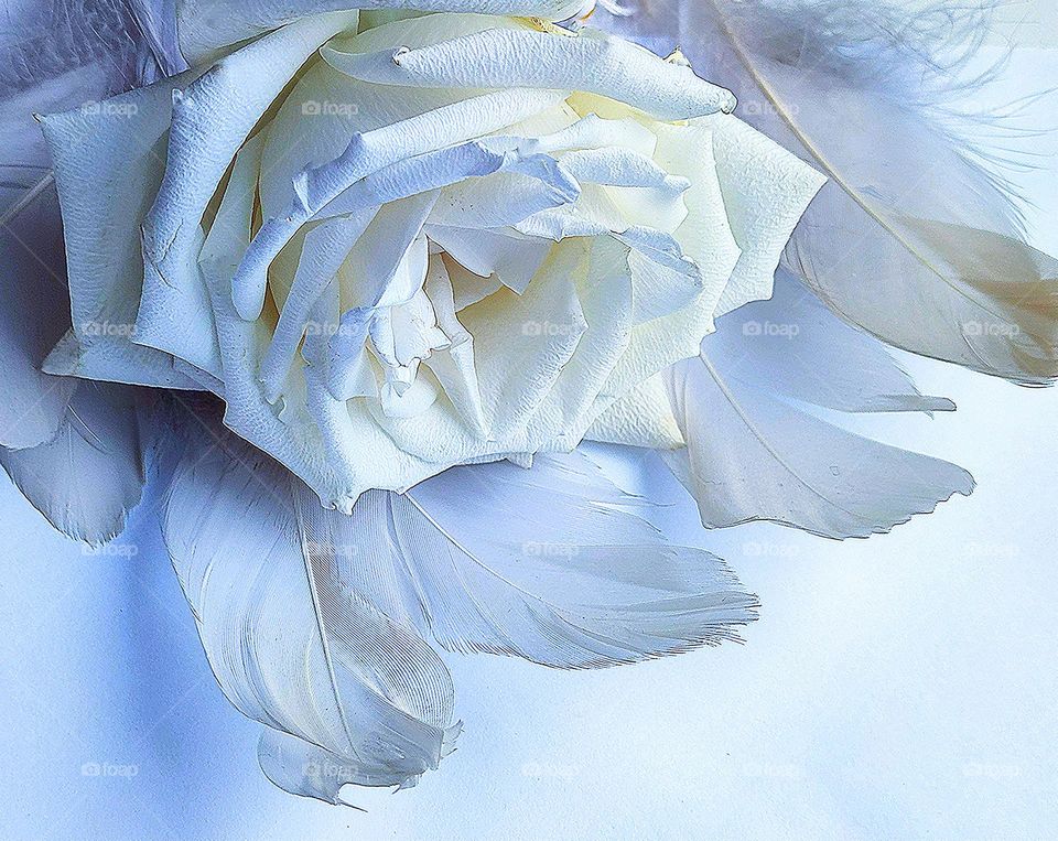 White colour. On a white background lie white feathers of birds on which lies a white rose