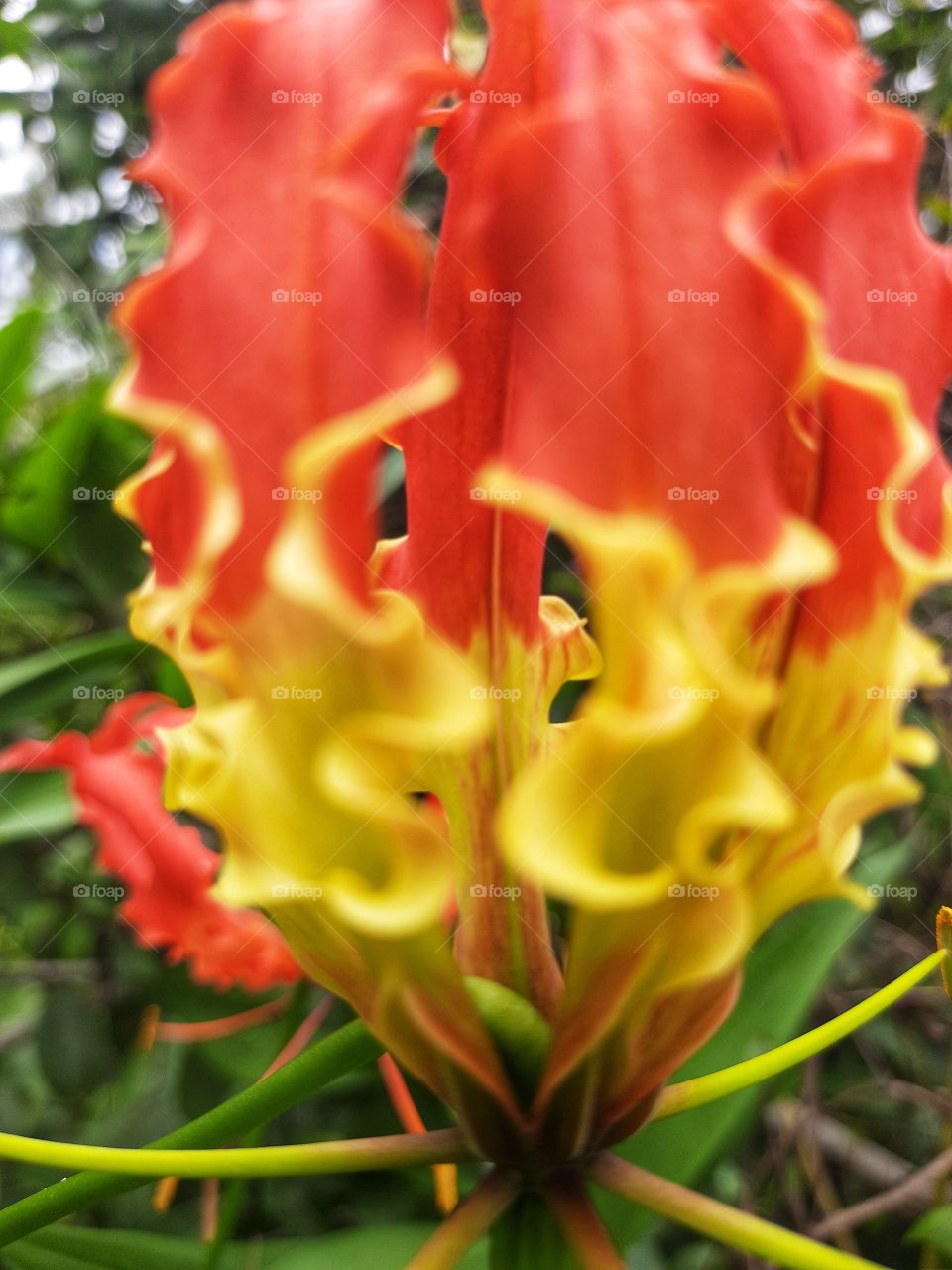 colourful amazing nature.