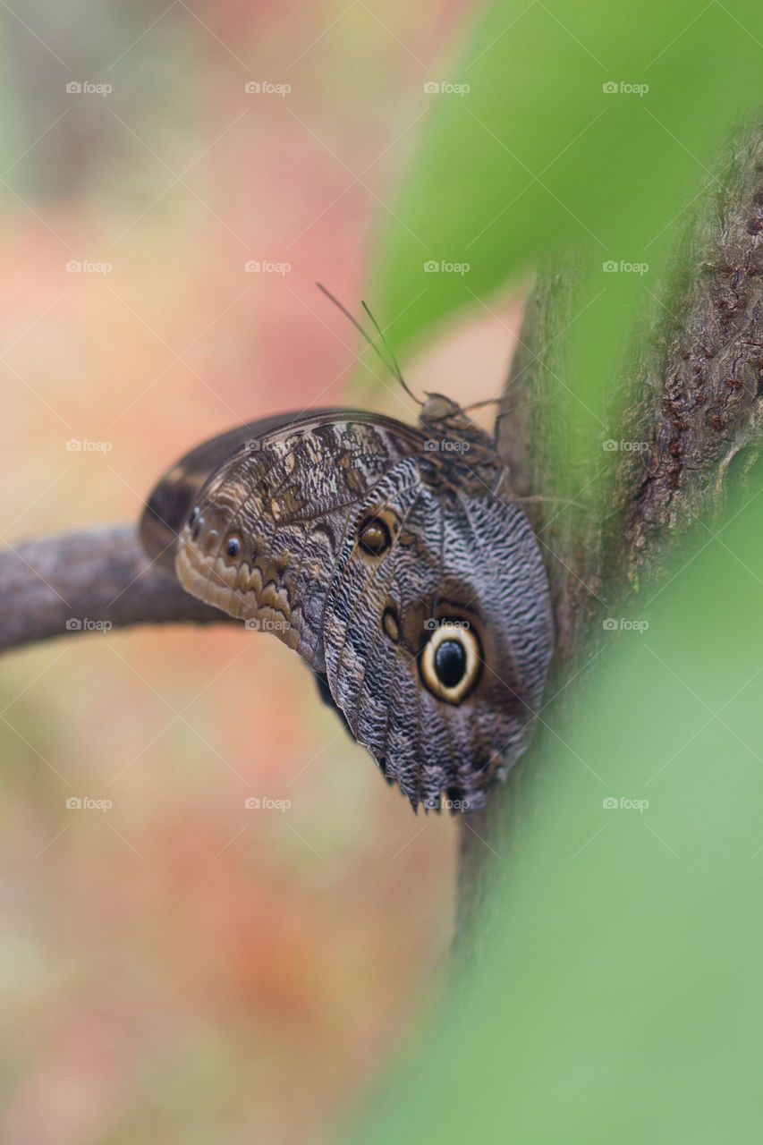 Butterfly, Nature, Wildlife, Insect, Animal