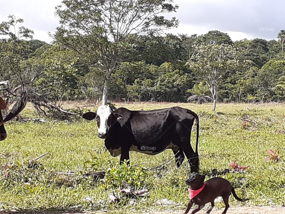 Dog and the cow