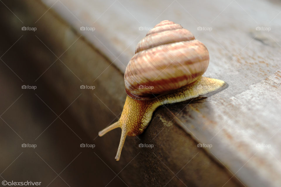 snail on railway