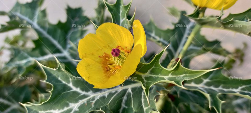 Mexican spiny poppy Flowers are beautiful with thin yellow petals.