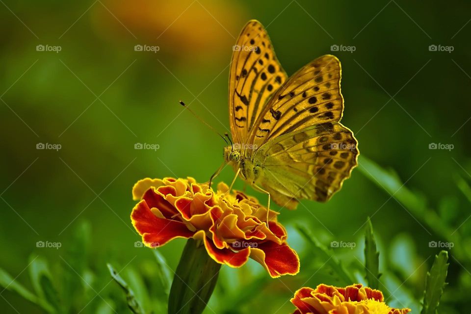 Beautiful and colourful butterfly