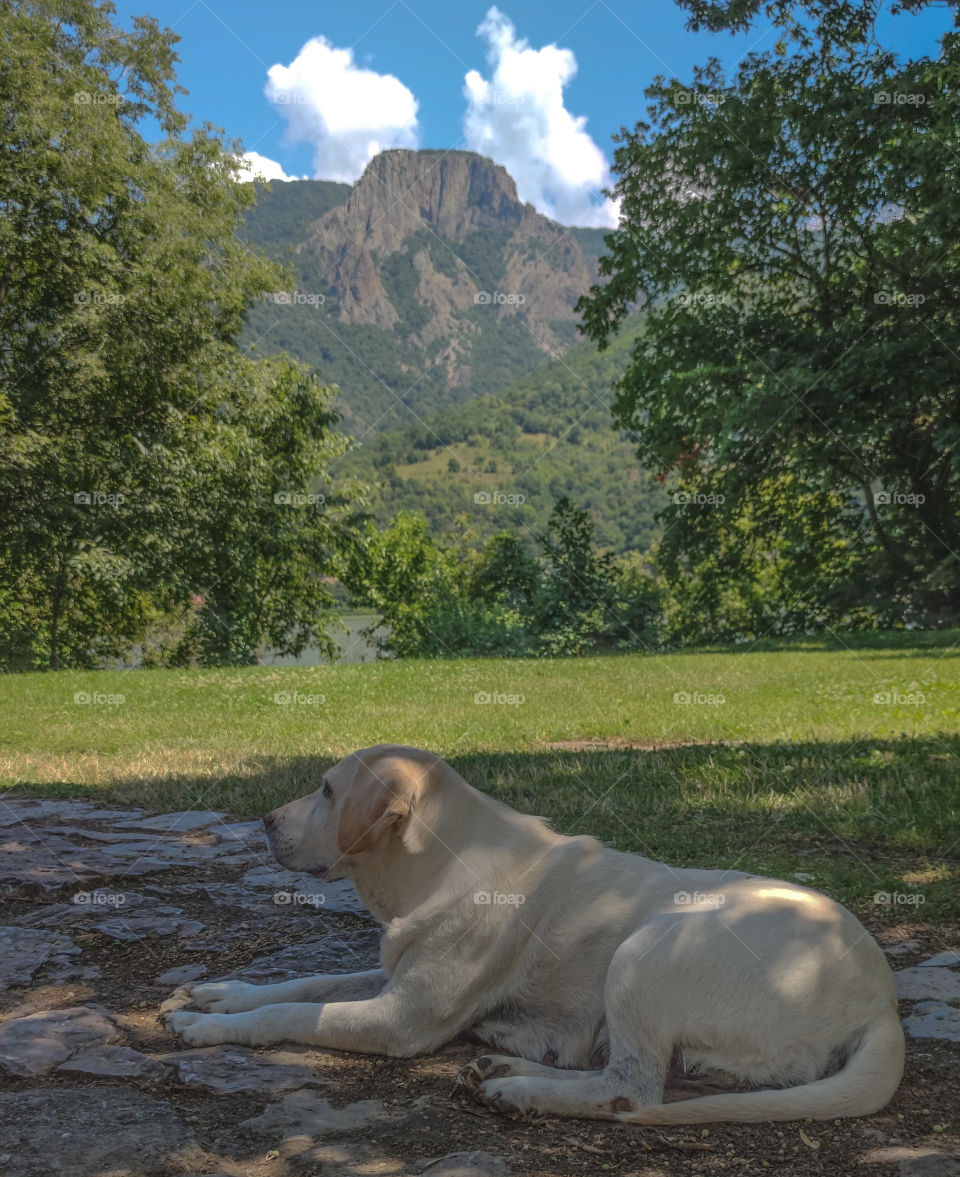 Big dog relaxing under the tree shadow