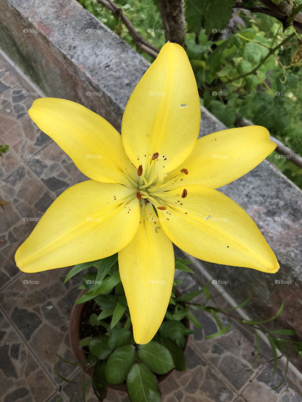 Yellow close up flower