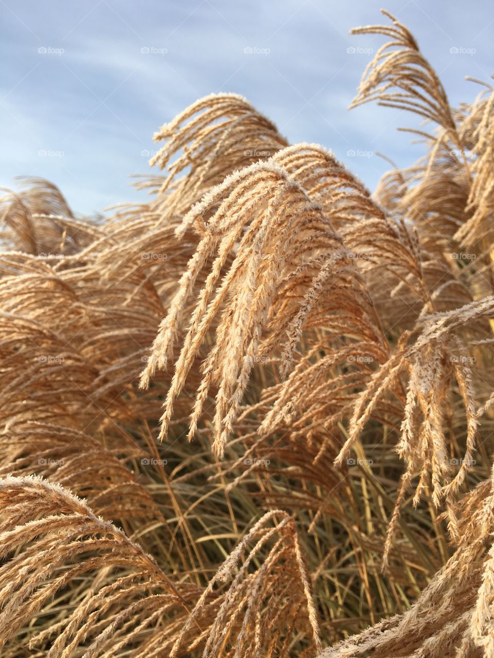 Frost on grass in CT