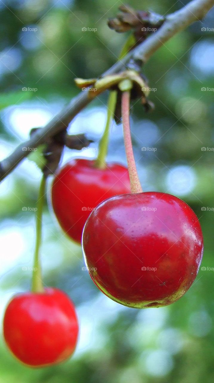 cherries