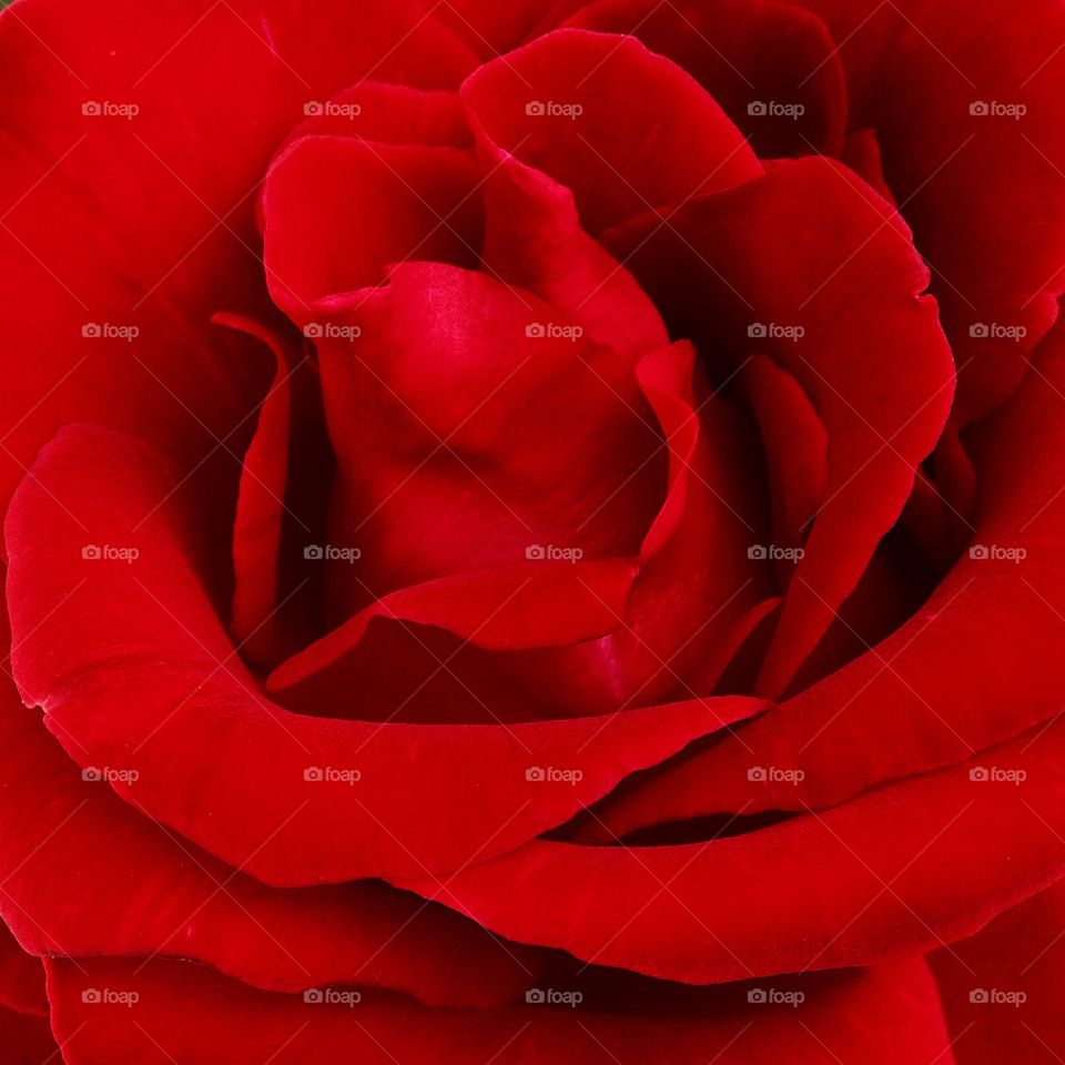 Red rose closeup 