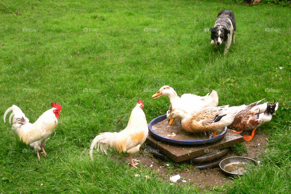 A sheepdog coming towards feeding birds