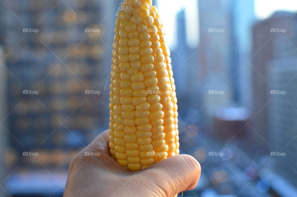 Holding sweet corn 🌽 