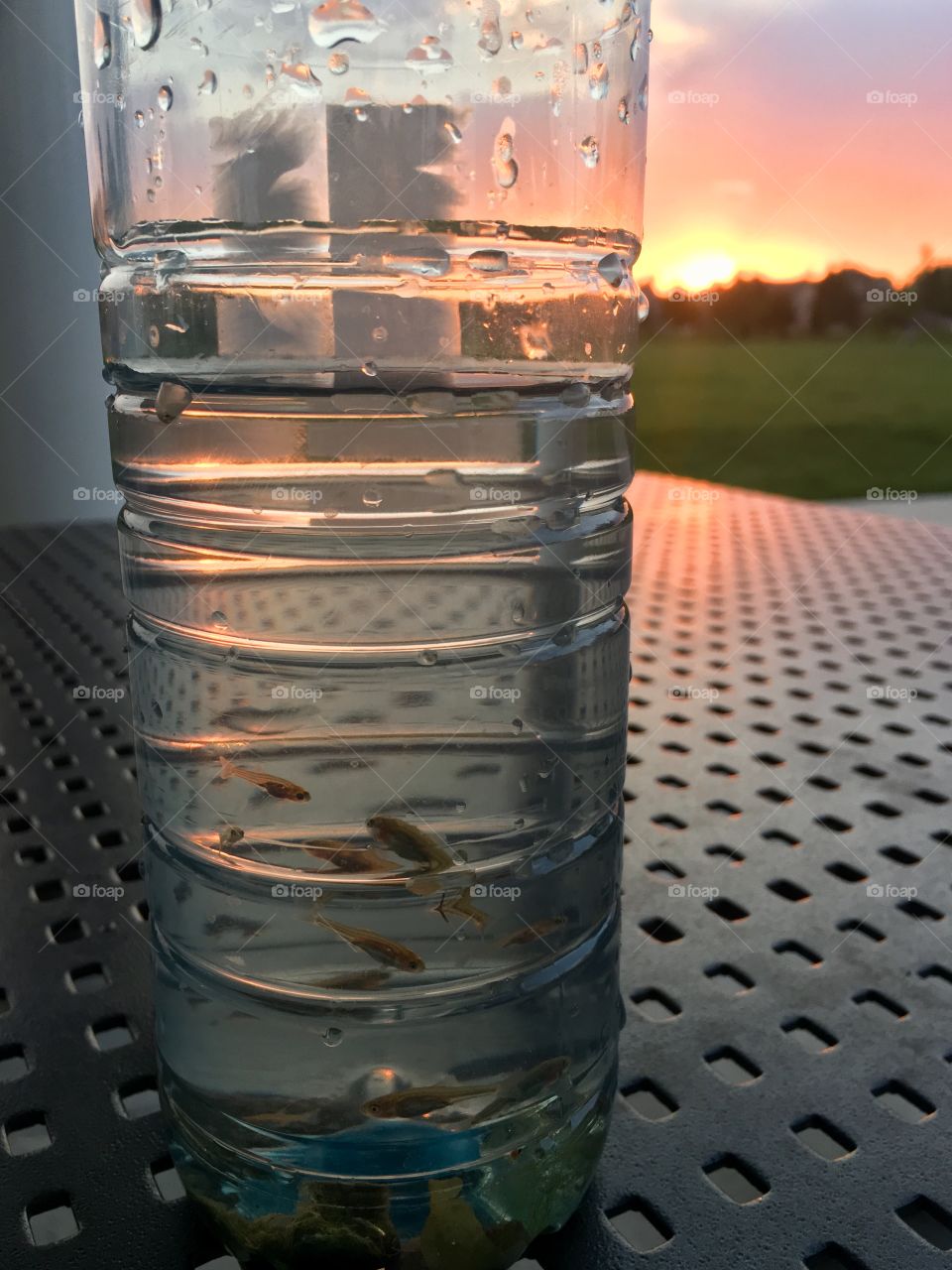 Little fish in a bottle