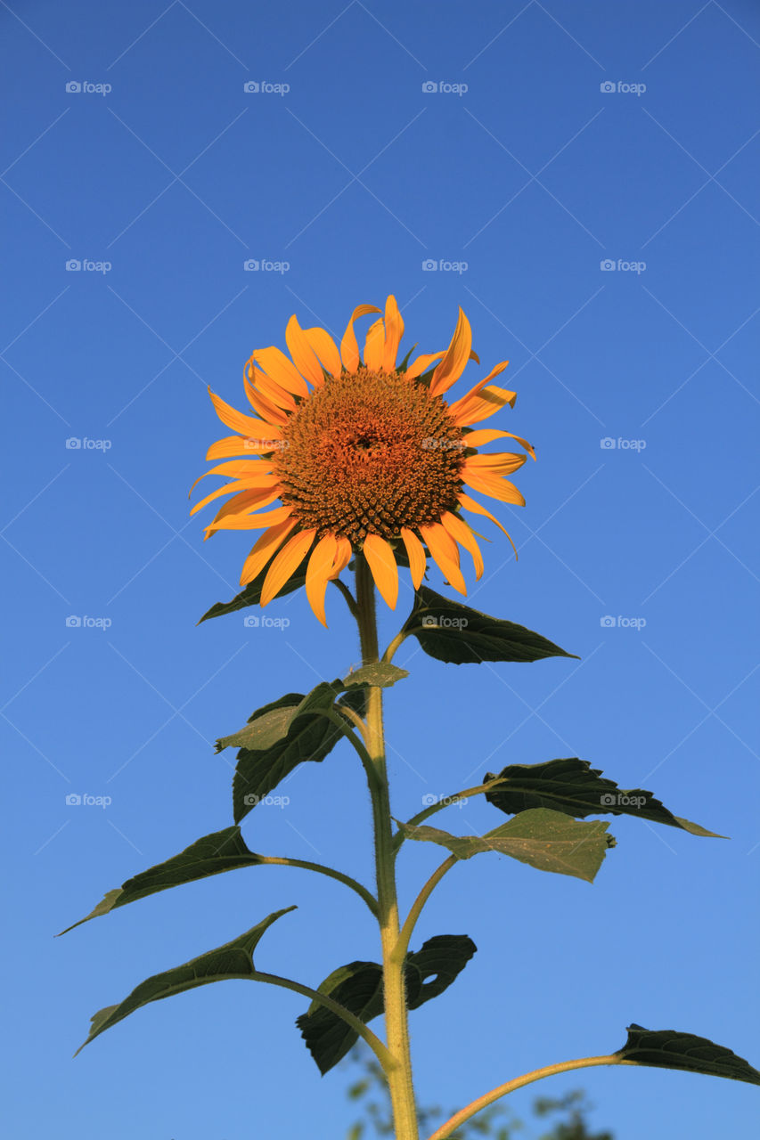 Sunflower against the blue sky