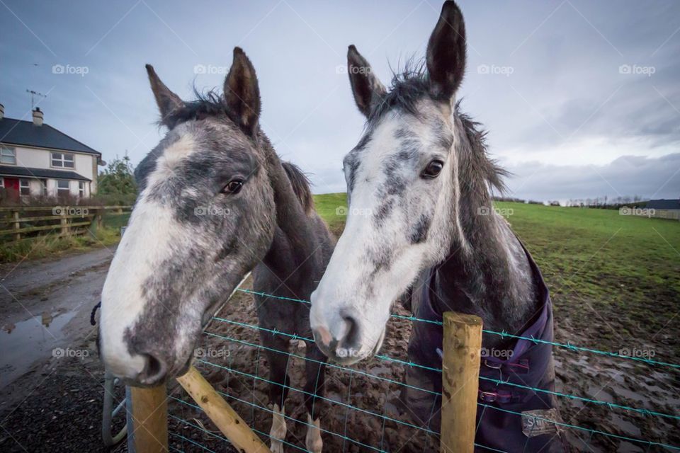 Farm horses on a green grass field 