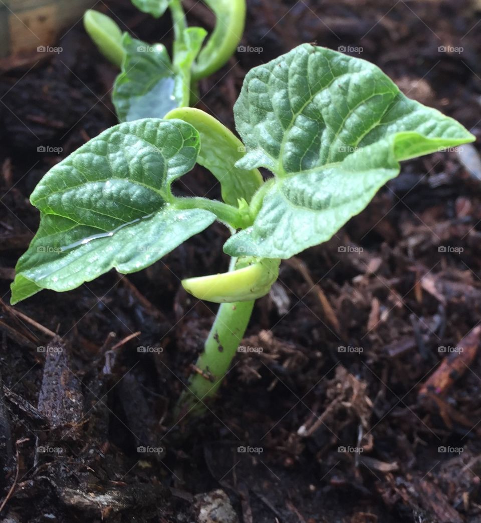Garden bean sprout.