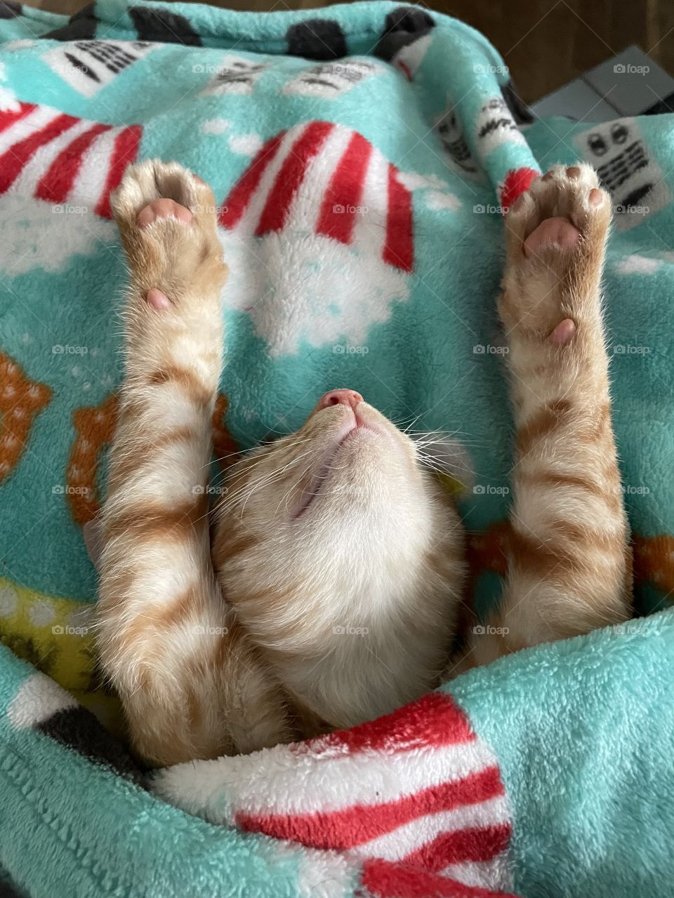 Kitten taking a nap under a blanket 
