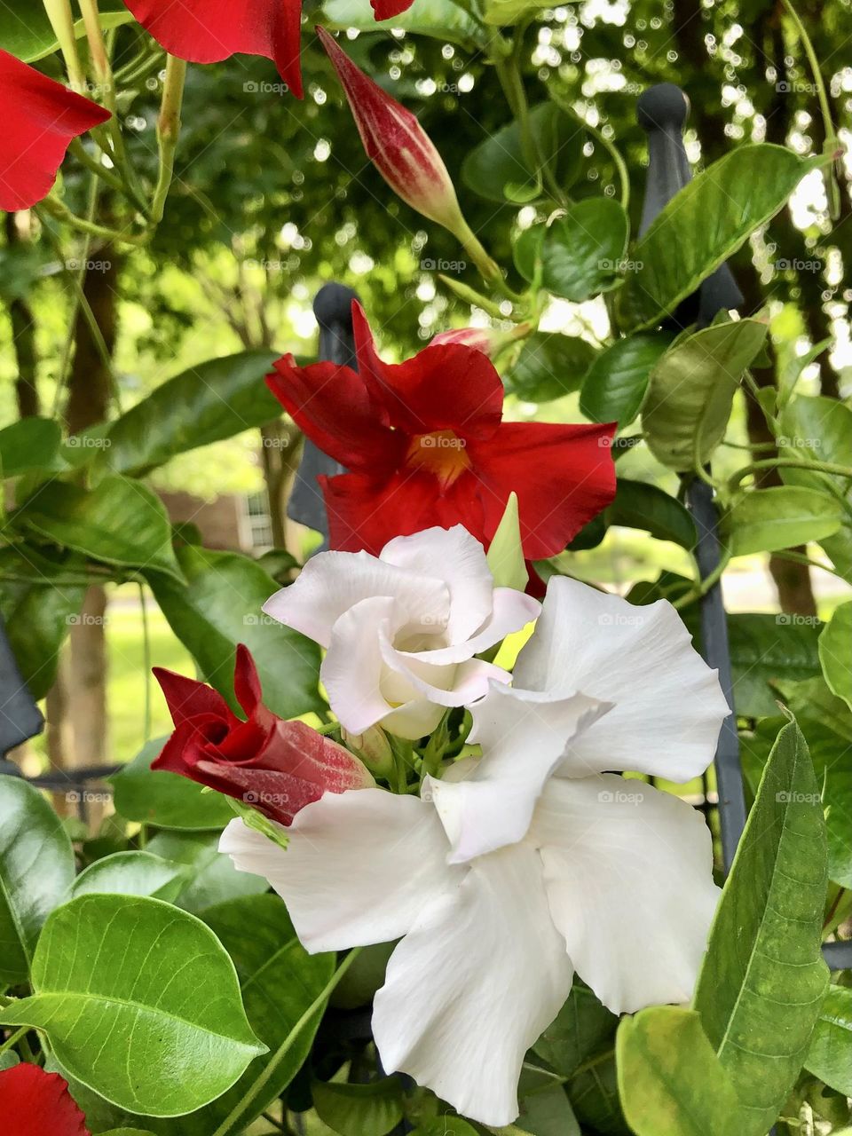 Backyard Mandevilla climbing vine on wrought iron trellis with bright red and white flowers buds leaves foliage neighborhood privacy landscaping summer patio plants nature 