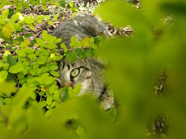 Pika-boo! I see you! My playful tabby likes to hide in the garden from me.