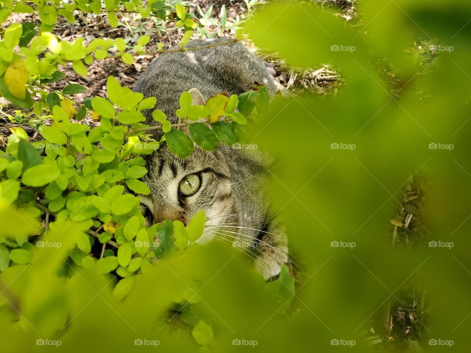 Pika-boo! I see you! My playful tabby likes to hide in the garden from me.