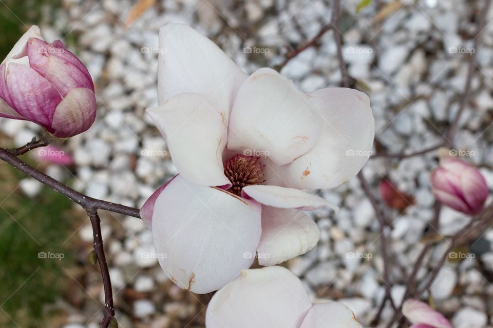 Japanese Magnolia