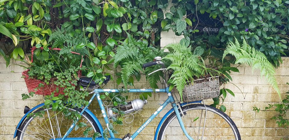beautiful single bicycle along with plants