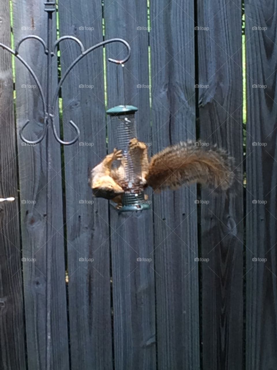 Squirrel on bird feeder eating