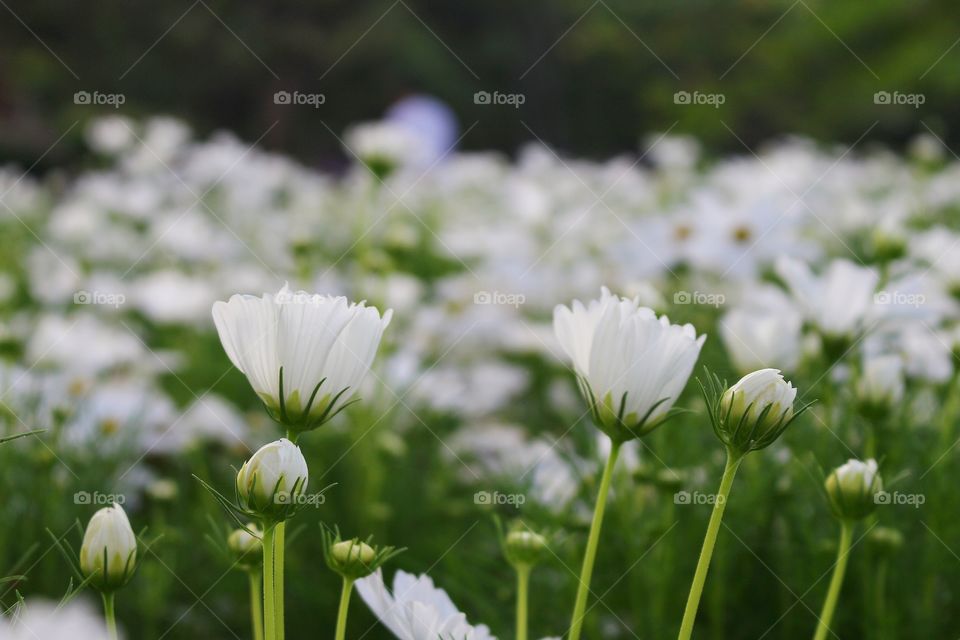 Beautiful white cosmos flowers blooming in garden nature green leaf background