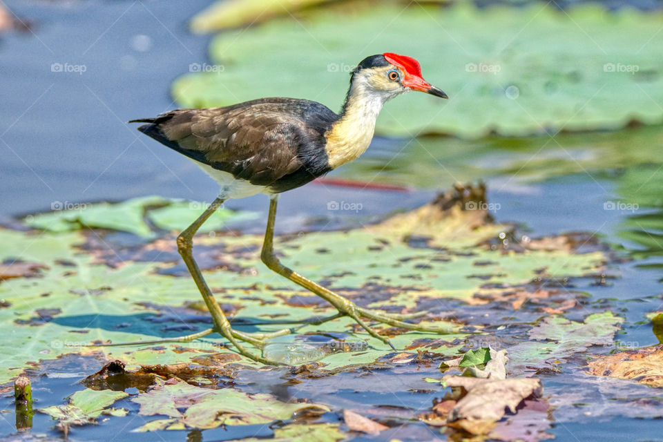 Comb crested Jacana