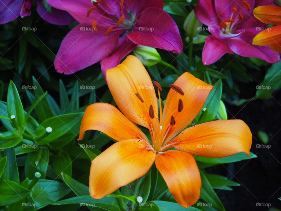 A lovely pop of orange in a garden full of flowers