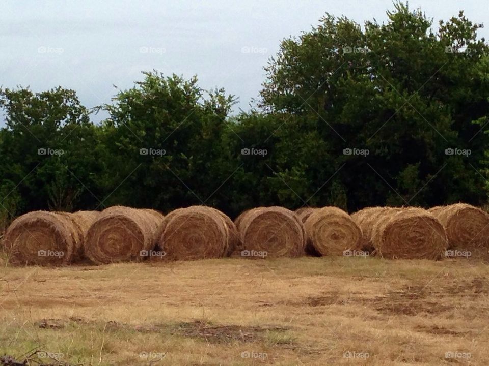 Hay Bales