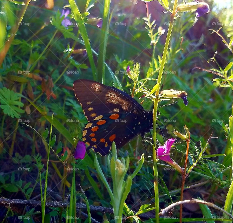 Springtime butterflies at Folsom lake