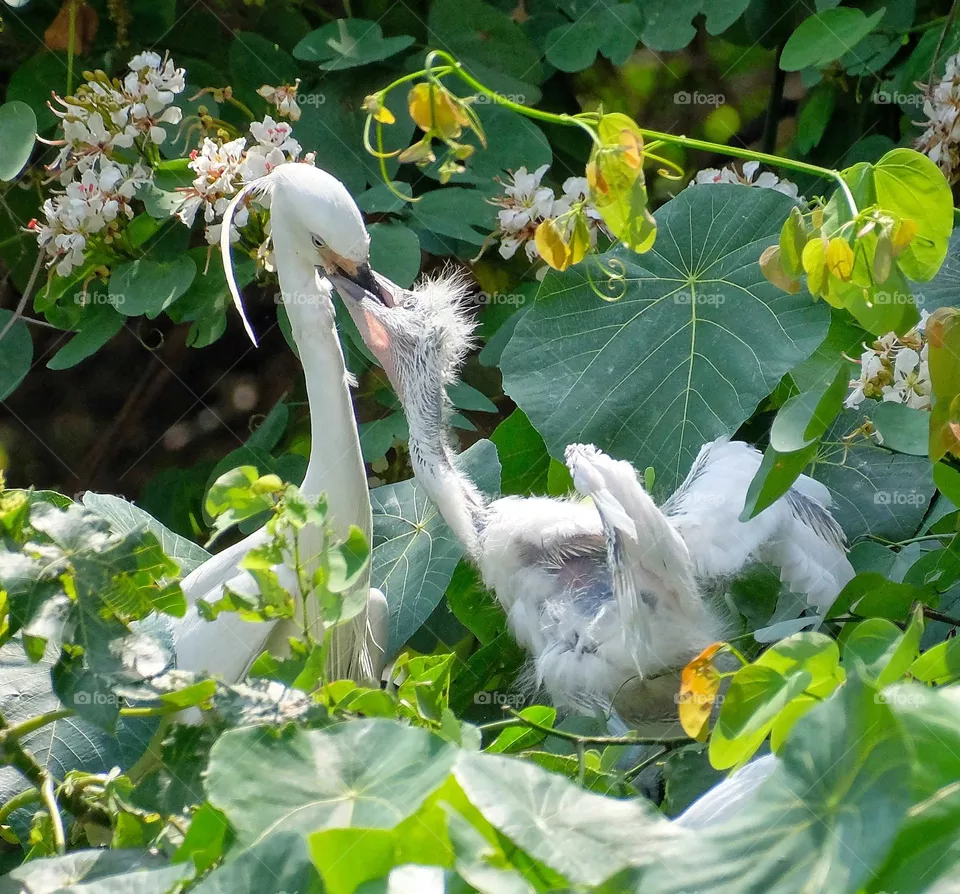 love to yeung bird
