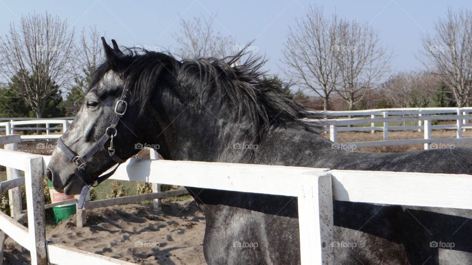 Black horse on a farm