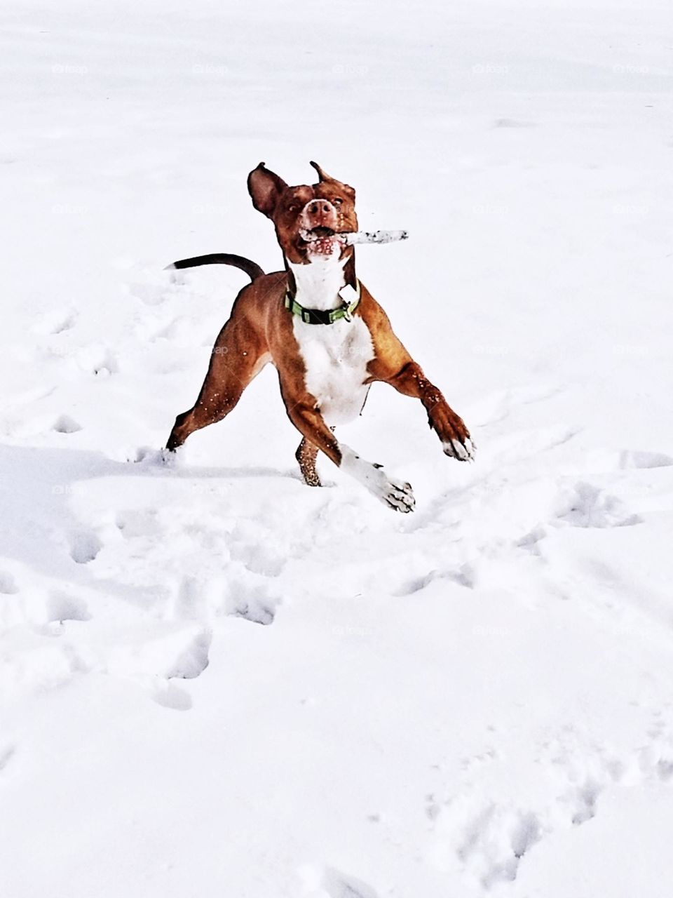 Our sweet & funny dog Olive having fun with a stick in the snow