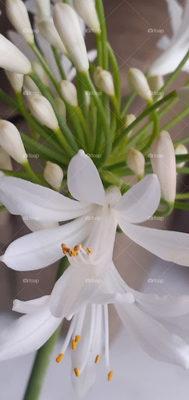 flores blancas para ti