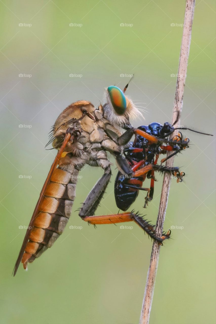 robberfly with her prey