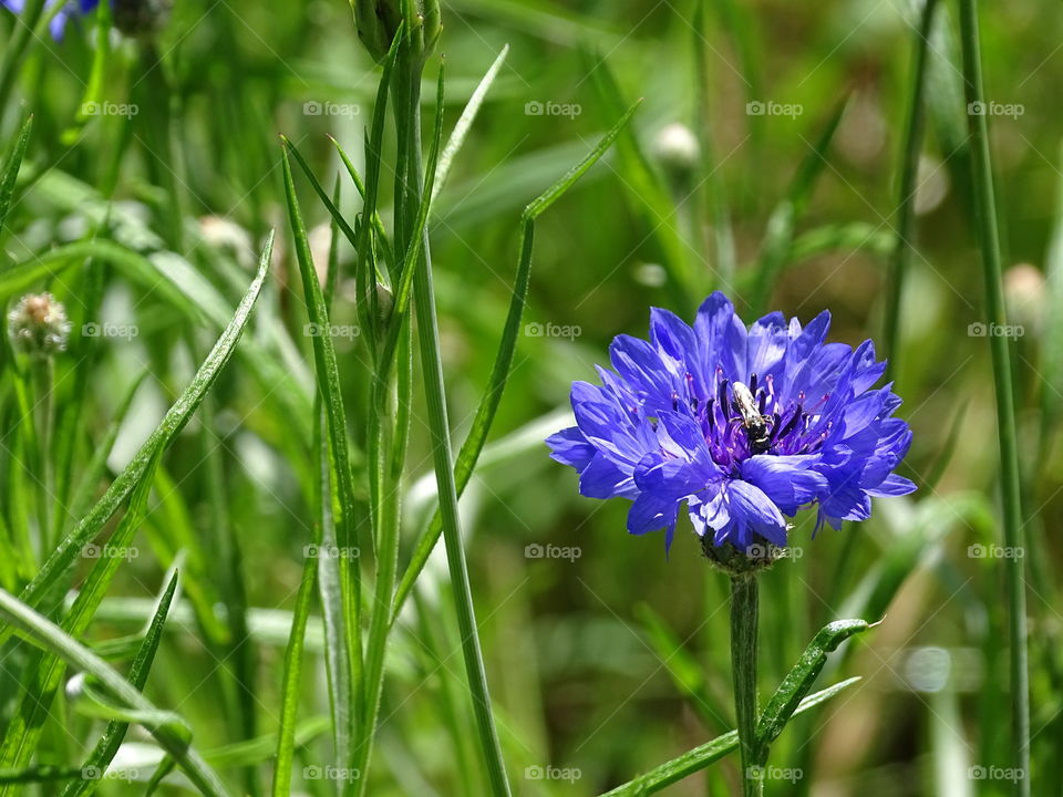 Nature, Flower, Summer, Flora, Garden