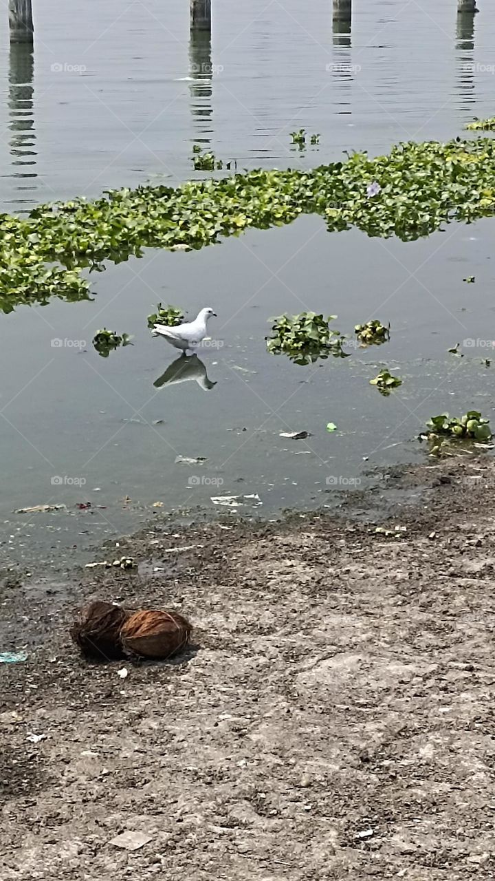 white bird the symbol of peace with its shadow.