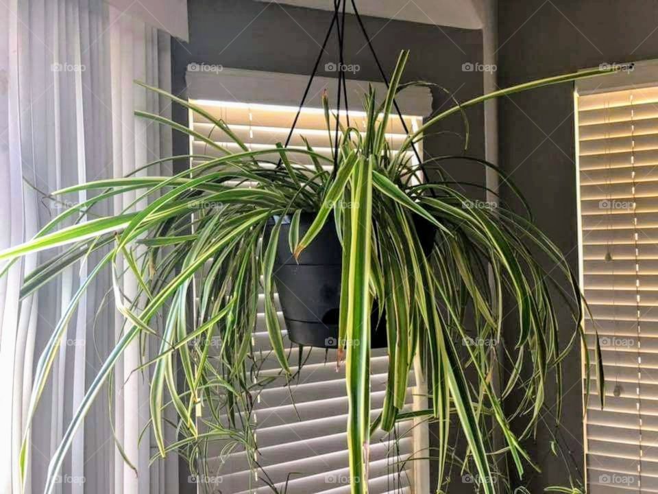 spider plant